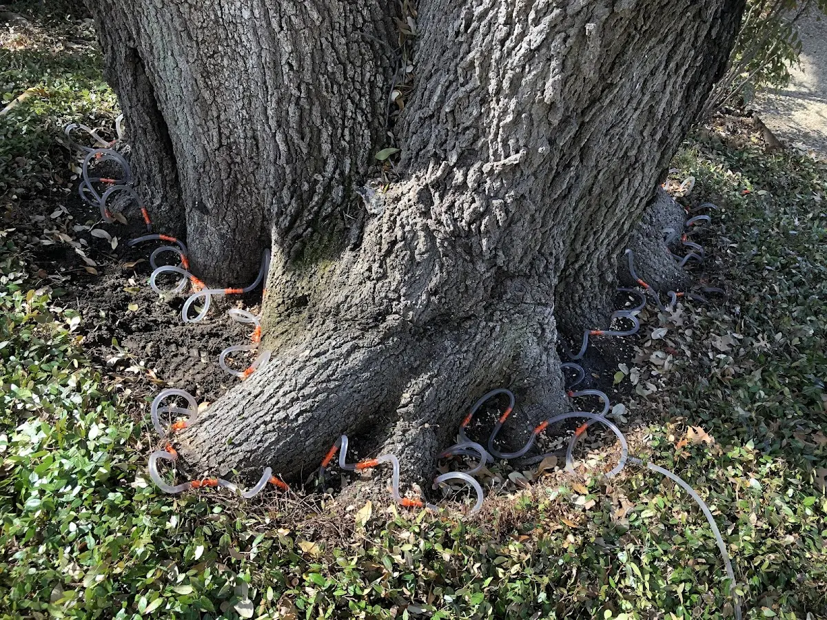 Detailed Tree Cabling and Bracing job site in Arkansas City