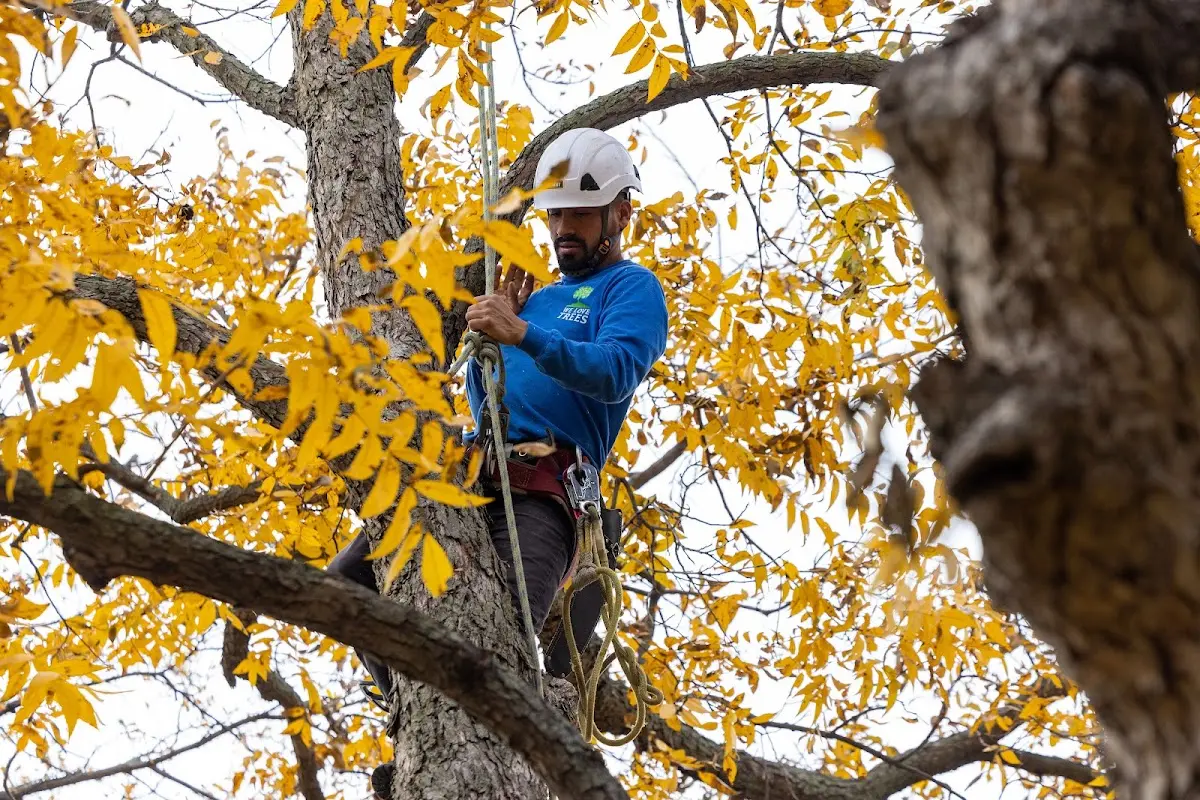 Skilled Tree Pruning crew working in Arkansas City